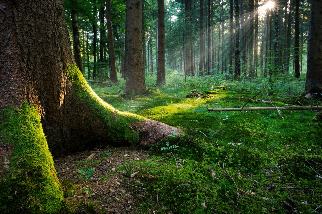sunlight through the trees forest after the rain