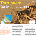 FOB: Tortuguero Turtle Conservation